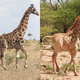 A la izquierda, Gimli, la jirafa enana de Uganda. A la derecha, Nigel, la jirafa enana de Namibia